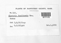 Clavulinopsis fusiformis image